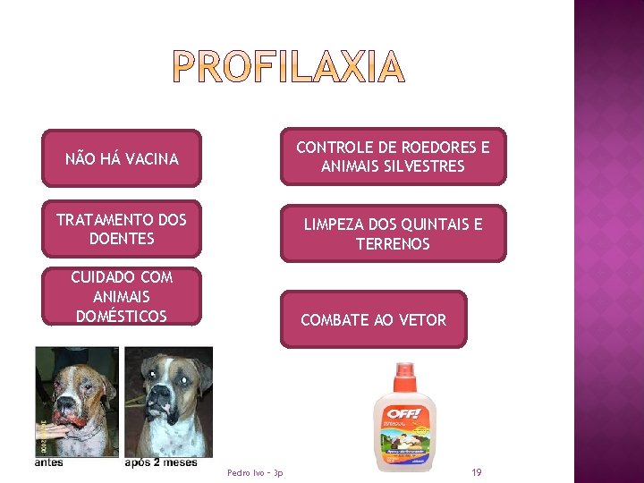 NÃO HÁ VACINA CONTROLE DE ROEDORES E ANIMAIS SILVESTRES TRATAMENTO DOS DOENTES LIMPEZA DOS