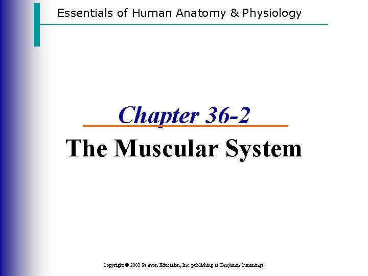 Essentials of Human Anatomy & Physiology Chapter 36 -2 The Muscular System Copyright ©