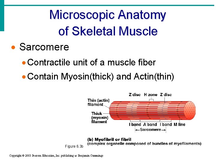 Microscopic Anatomy of Skeletal Muscle · Sarcomere · Contractile unit of a muscle fiber