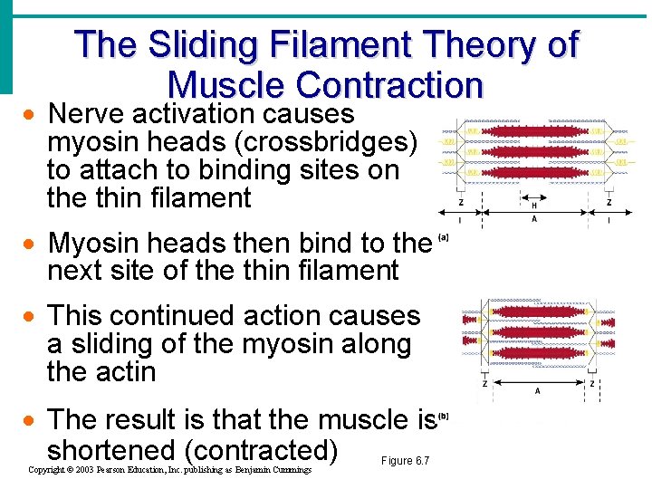 The Sliding Filament Theory of Muscle Contraction · Nerve activation causes myosin heads (crossbridges)