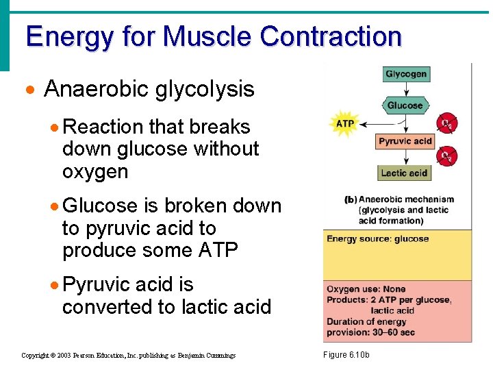 Energy for Muscle Contraction · Anaerobic glycolysis · Reaction that breaks down glucose without