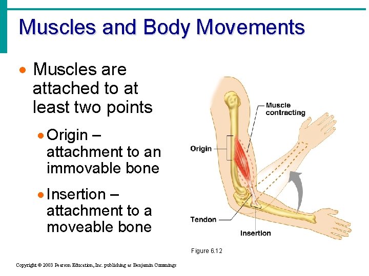 Muscles and Body Movements · Muscles are attached to at least two points ·