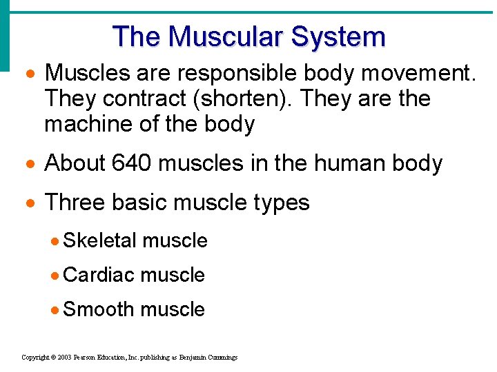 The Muscular System · Muscles are responsible body movement. They contract (shorten). They are