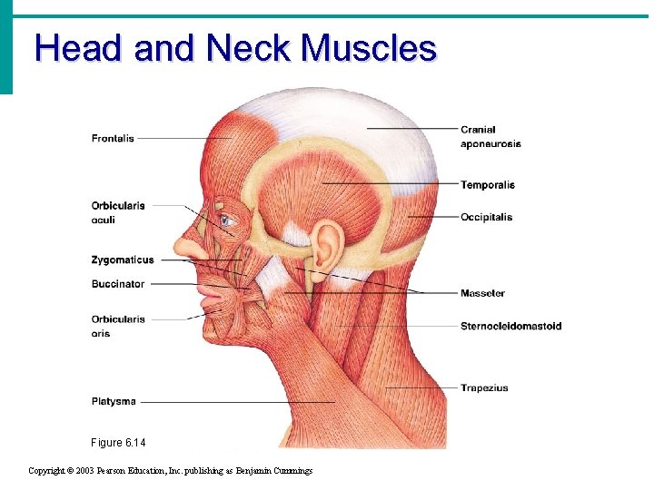 Head and Neck Muscles Figure 6. 14 Copyright © 2003 Pearson Education, Inc. publishing