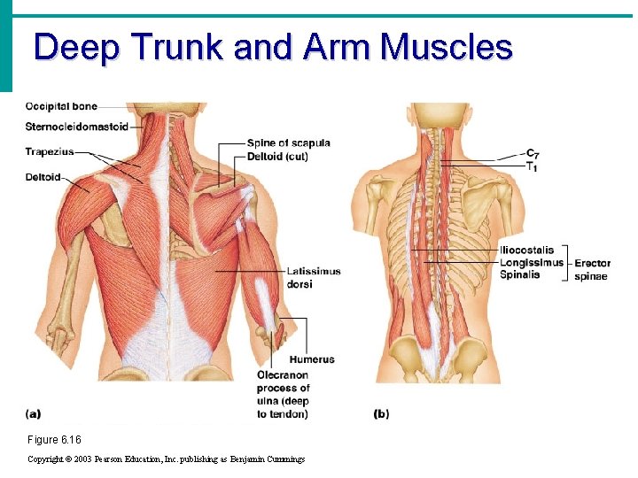 Deep Trunk and Arm Muscles Figure 6. 16 Copyright © 2003 Pearson Education, Inc.