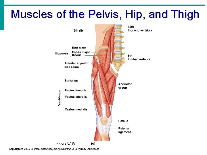 Muscles of the Pelvis, Hip, and Thigh Figure 6. 18 c Copyright © 2003