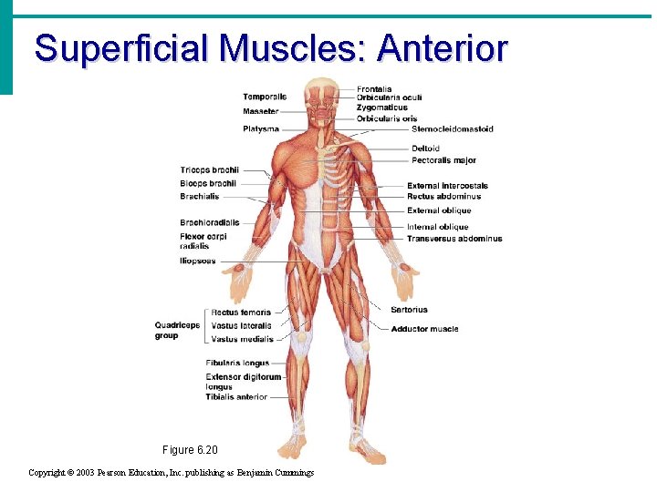 Superficial Muscles: Anterior Figure 6. 20 Copyright © 2003 Pearson Education, Inc. publishing as