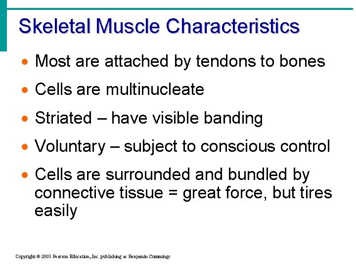 Skeletal Muscle Characteristics · Most are attached by tendons to bones · Cells are