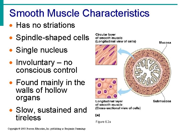 Smooth Muscle Characteristics · Has no striations · Spindle-shaped cells · Single nucleus ·