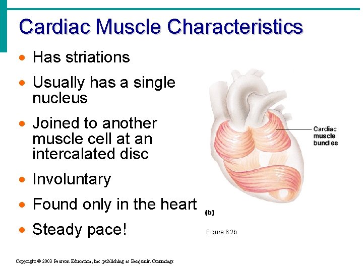 Cardiac Muscle Characteristics · Has striations · Usually has a single nucleus · Joined