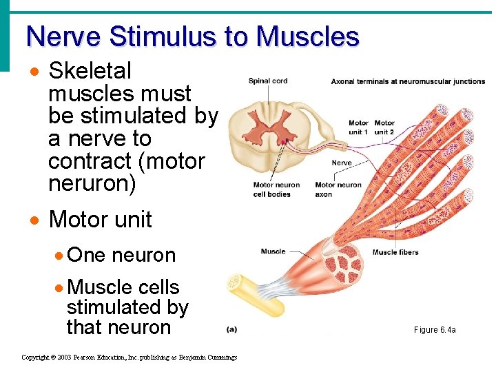 Nerve Stimulus to Muscles · Skeletal muscles must be stimulated by a nerve to