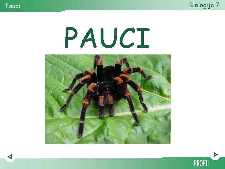 Biologija 7 Pauci PAUCI 