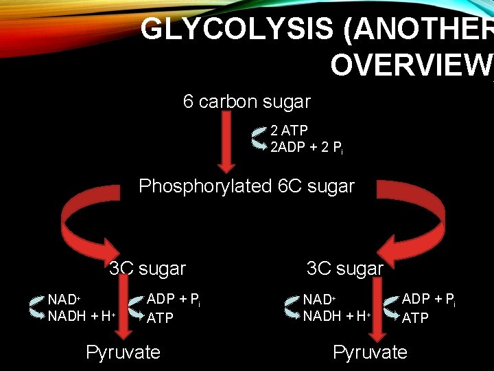 GLYCOLYSIS (ANOTHER OVERVIEW) 6 carbon sugar 2 ATP 2 ADP + 2 Pi Phosphorylated