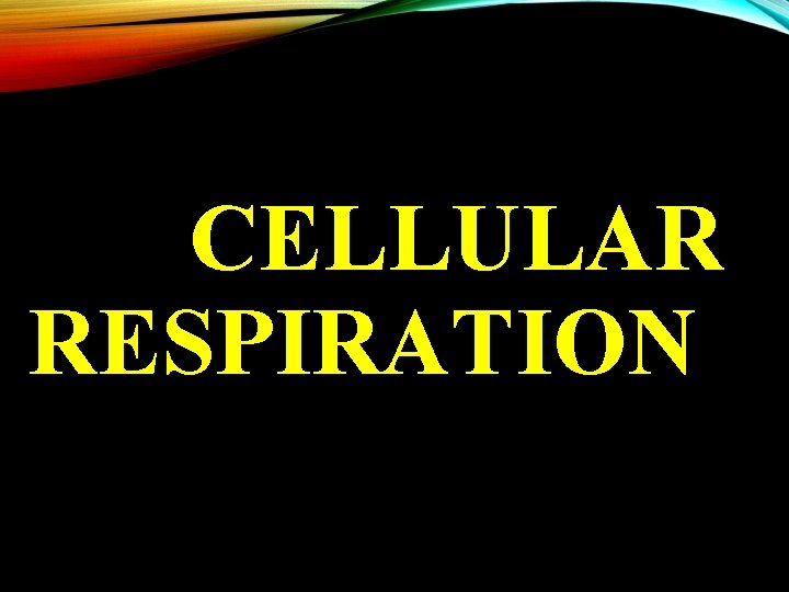 CELLULAR RESPIRATION 