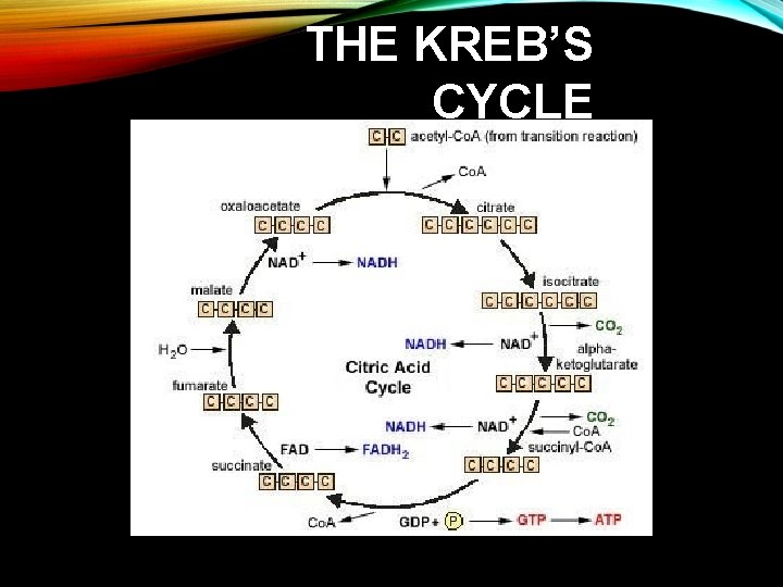 THE KREB’S CYCLE 