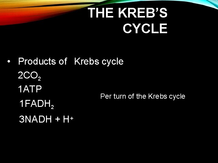 THE KREB’S CYCLE • Products of Krebs cycle 2 CO 2 1 ATP Per