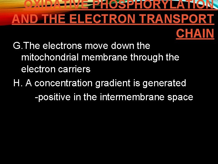 OXIDATIVE PHOSPHORYLATION AND THE ELECTRON TRANSPORT CHAIN G. The electrons move down the mitochondrial