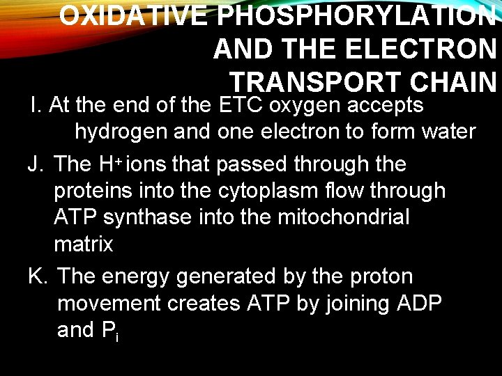 OXIDATIVE PHOSPHORYLATION AND THE ELECTRON TRANSPORT CHAIN I. At the end of the ETC