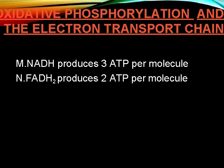 OXIDATIVE PHOSPHORYLATION AND THE ELECTRON TRANSPORT CHAIN M. NADH produces 3 ATP per molecule