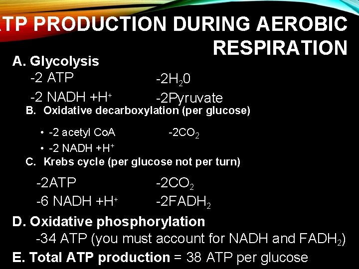 ATP PRODUCTION DURING AEROBIC RESPIRATION A. Glycolysis -2 ATP -2 NADH +H+ -2 H