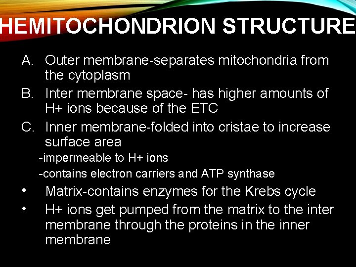HEMITOCHONDRION STRUCTURE A. Outer membrane-separates mitochondria from the cytoplasm B. Inter membrane space- has