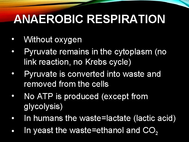 ANAEROBIC RESPIRATION • • • Without oxygen Pyruvate remains in the cytoplasm (no link