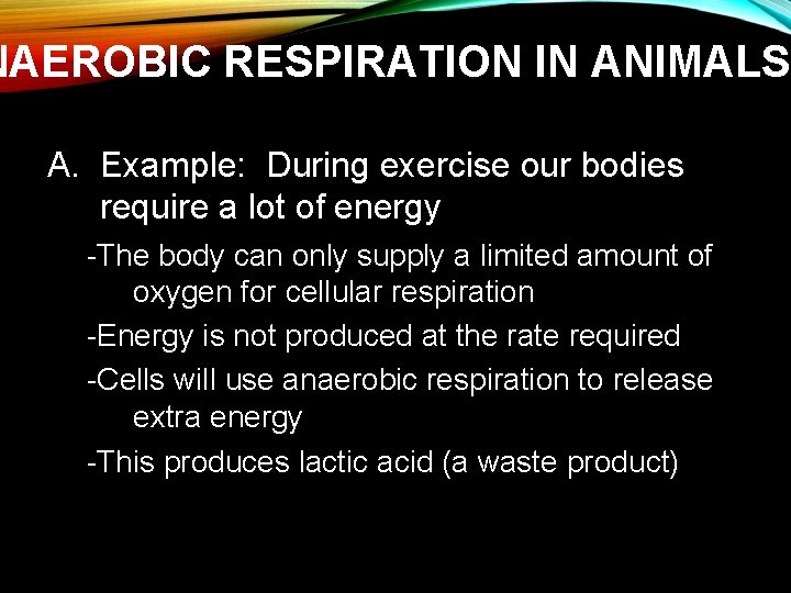 NAEROBIC RESPIRATION IN ANIMALS A. Example: During exercise our bodies require a lot of