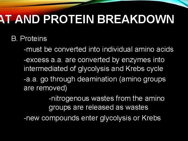 AT AND PROTEIN BREAKDOWN B. Proteins -must be converted into individual amino acids -excess