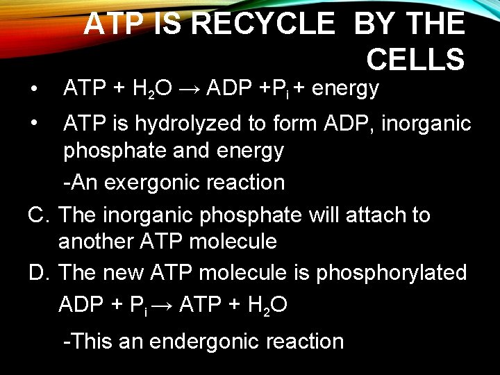  • ATP IS RECYCLE BY THE CELLS ATP + H 2 O →