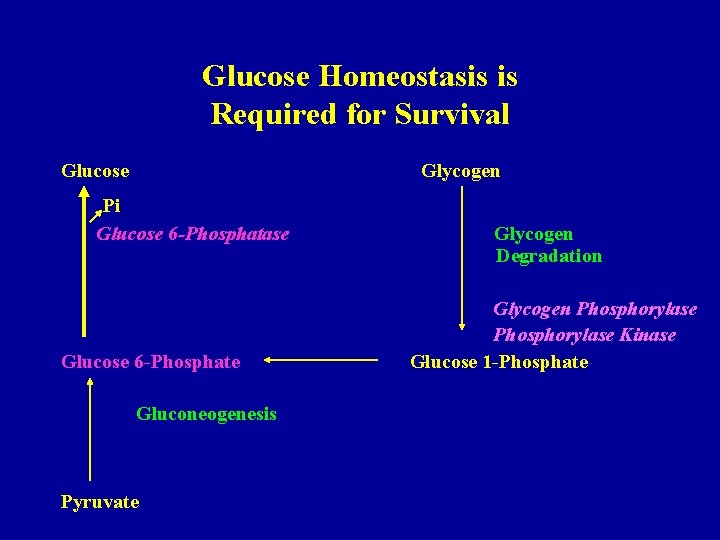 Glucose Homeostasis is Required for Survival Glucose Glycogen Pi Glucose 6 -Phosphatase Glucose 6