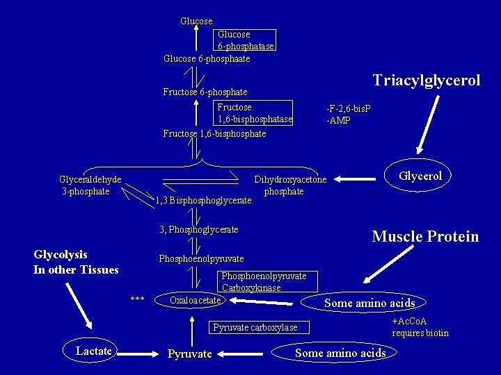 Glucose 6 -phosphatase Glucose 6 -phosphaate Triacylglycerol Fructose 6 -phosphate Fructose 1, 6 -bisphosphatase