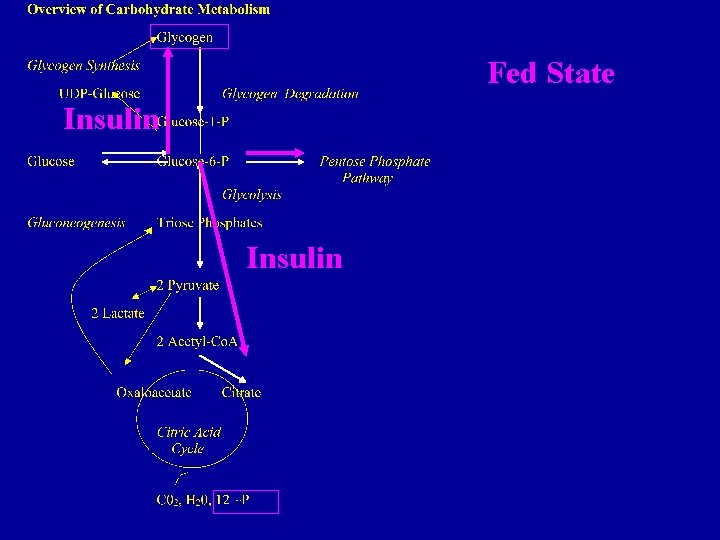 Fed State Insulin 