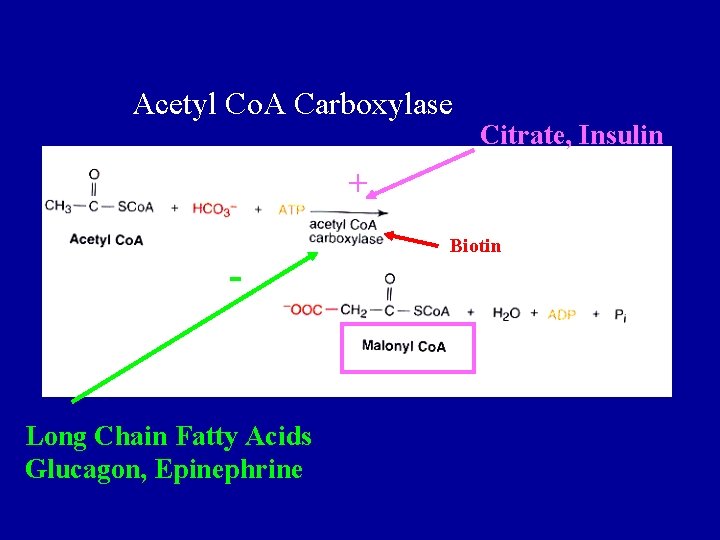 Acetyl Co. A Carboxylase Citrate, Insulin + - Long Chain Fatty Acids Glucagon, Epinephrine