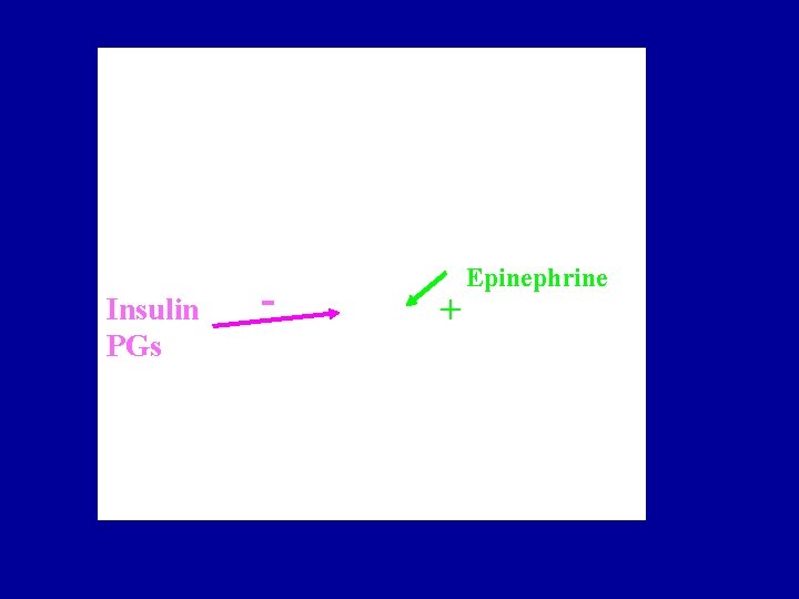 Chylomicron-TAG (from intestines) Insulin PGs - + Epinephrine 