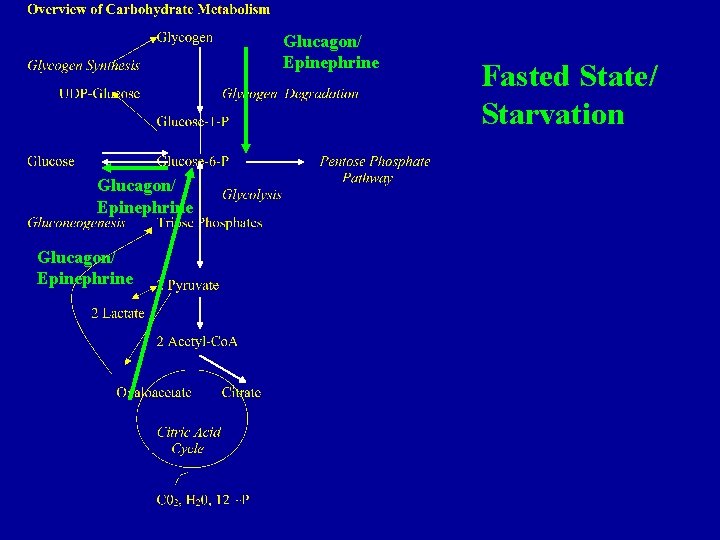 Glucagon/ Epinephrine Fasted State/ Starvation 