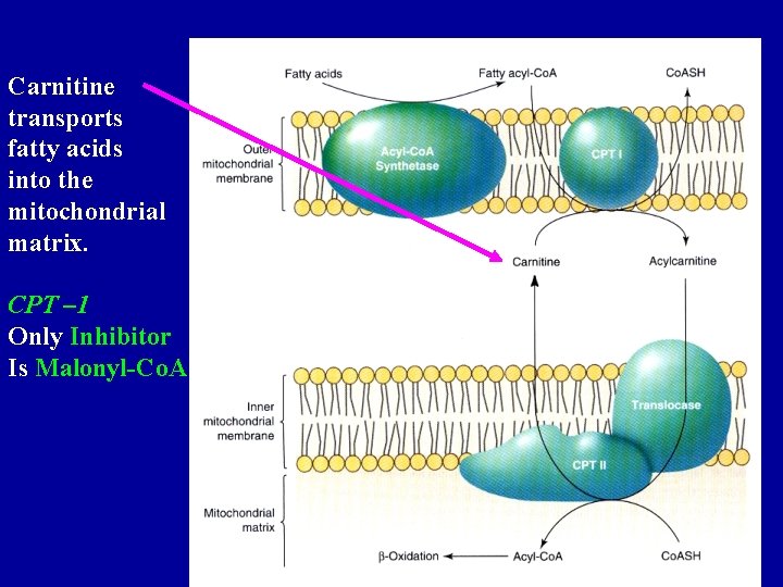 Carnitine transports fatty acids into the mitochondrial matrix. CPT – 1 Only Inhibitor Is