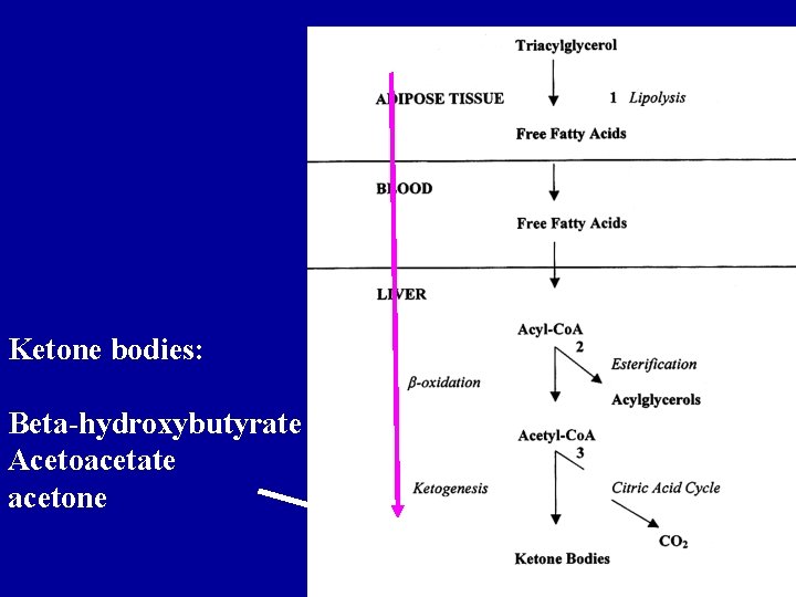 Ketone bodies: Beta-hydroxybutyrate Acetoacetate acetone 