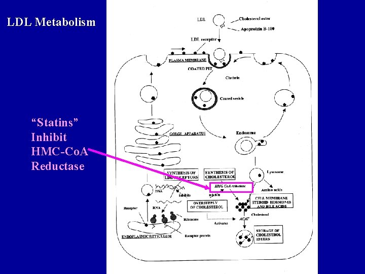 LDL Metabolism “Statins” Inhibit HMC-Co. A Reductase 