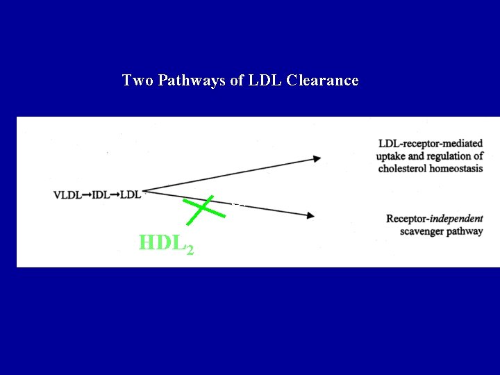 Two Pathways of LDL Clearance HDL 2 Oxidized LDL 