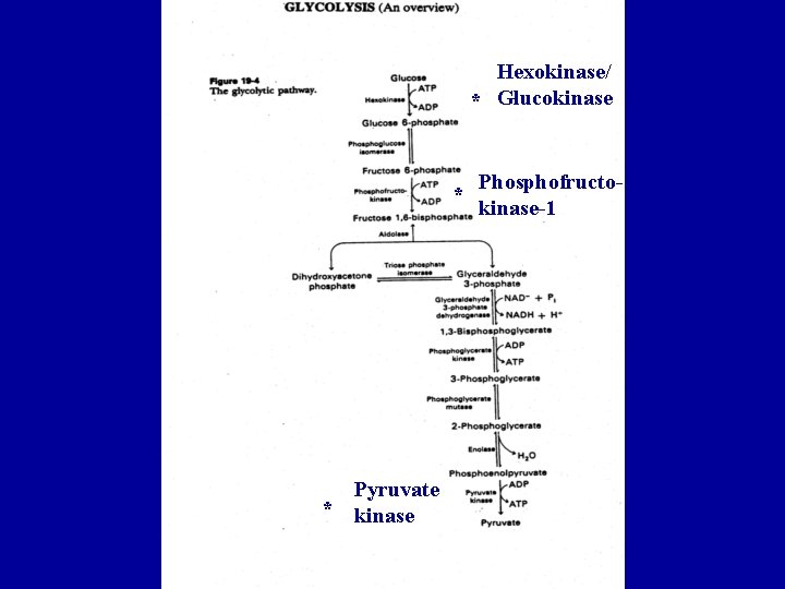 Hexokinase/ * Glucokinase * * Pyruvate kinase Phosphofructokinase-1 