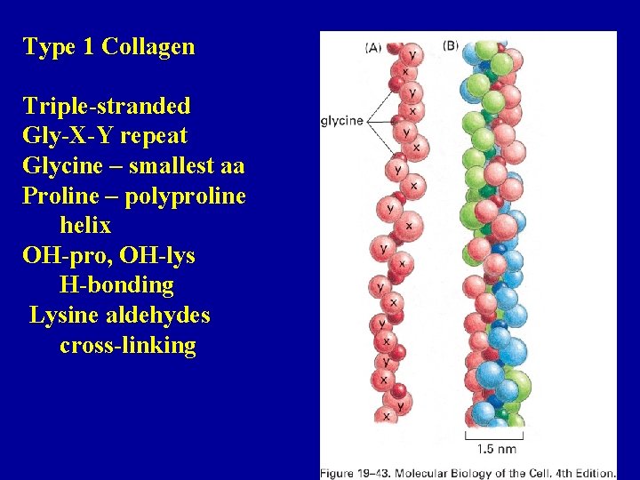 Type 1 Collagen Triple-stranded Gly-X-Y repeat Glycine – smallest aa Proline – polyproline helix