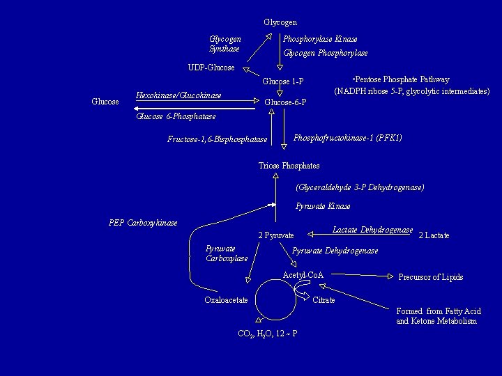 Glycogen Synthase Phosphorylase Kinase Glycogen Phosphorylase UDP-Glucose • Pentose Phosphate Pathway (NADPH ribose 5