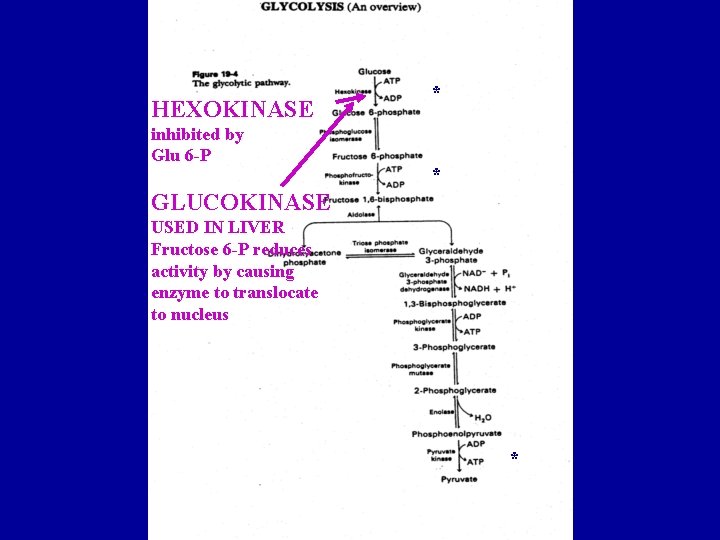 HEXOKINASE inhibited by Glu 6 -P * * GLUCOKINASE USED IN LIVER Fructose 6