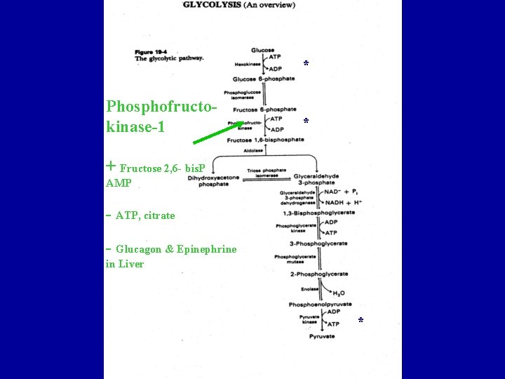 * Phosphofructokinase-1 * + Fructose 2, 6 - bis. P AMP - ATP, citrate