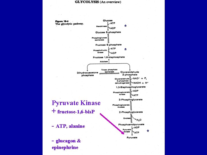 * * Pyruvate Kinase + fructose-1, 6 -bis. P - ATP, alanine - glucagon