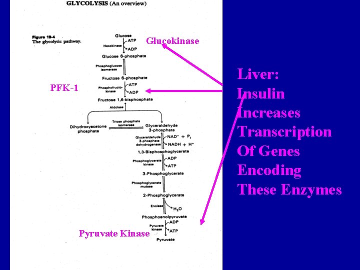 Glucokinase Liver: Insulin Increases Transcription Of Genes Encoding These Enzymes PFK-1 Pyruvate Kinase *