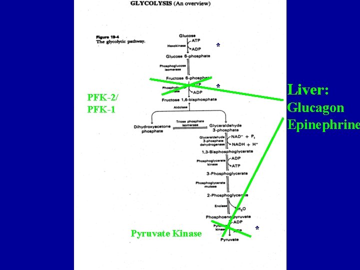 * Liver: * PFK-2/ PFK-1 Glucagon Epinephrine Pyruvate Kinase * 