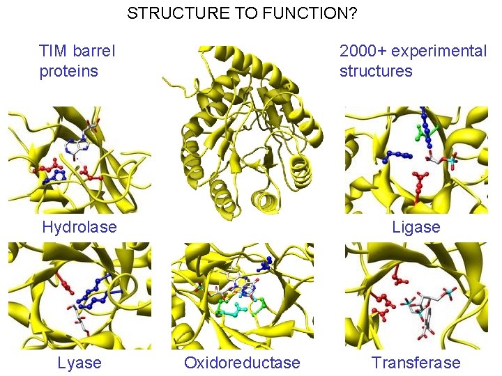 STRUCTURE TO FUNCTION? TIM barrel proteins 2000+ experimental structures Hydrolase Ligase Lyase Oxidoreductase Transferase