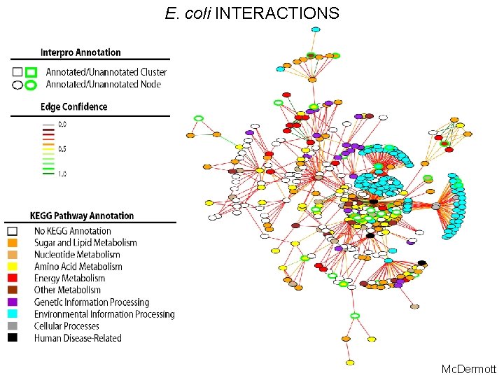E. coli INTERACTIONS Mc. Dermott 