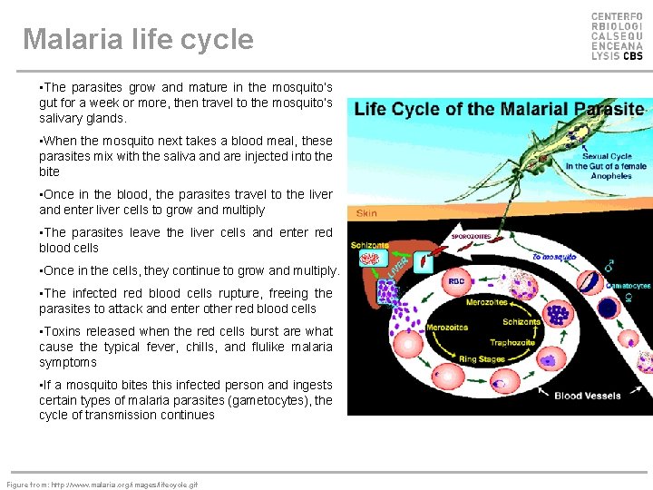 Malaria life cycle • The parasites grow and mature in the mosquito’s gut for